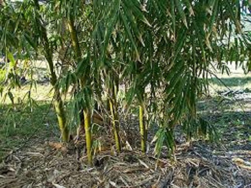bamboo farming 2