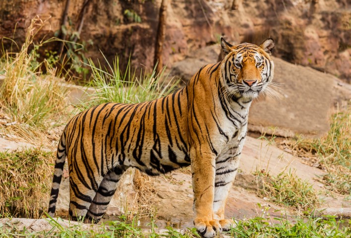 tiger india