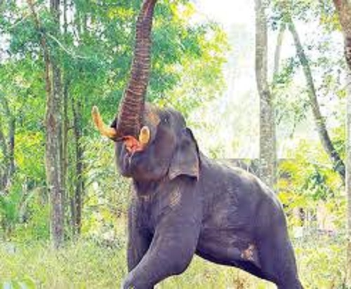 elephant attack 1