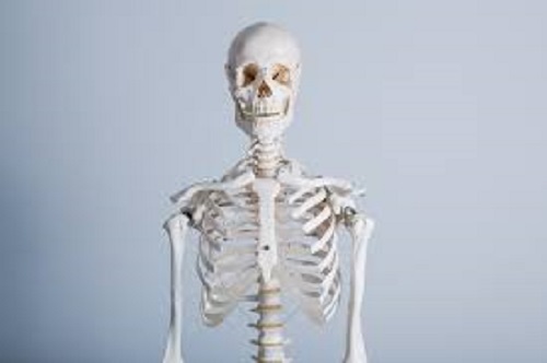 skeleton 21