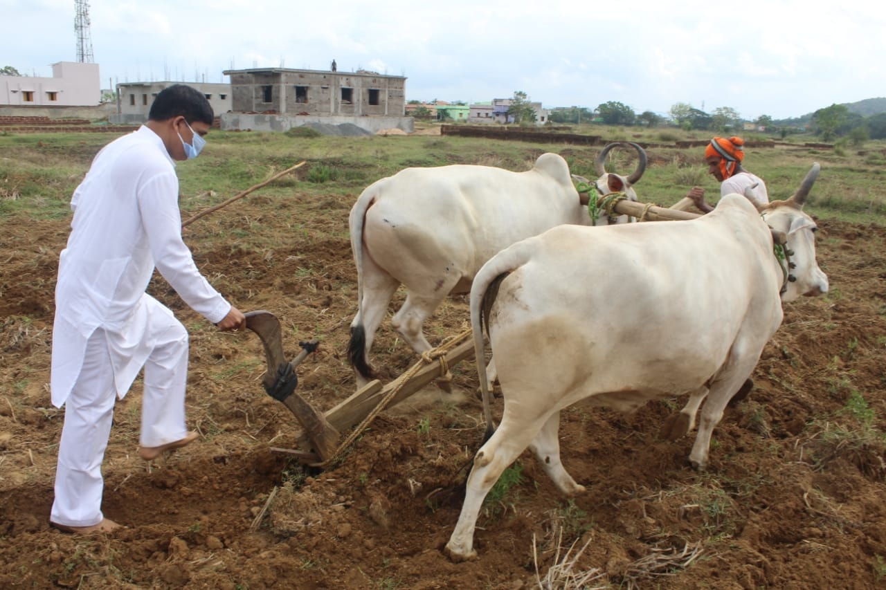 Odisha Agruculture Minister Dr Arun Kumar Sahoo starts ploughing mother earth on the auspicious Akshaya Trutiya 26 April 2020 1