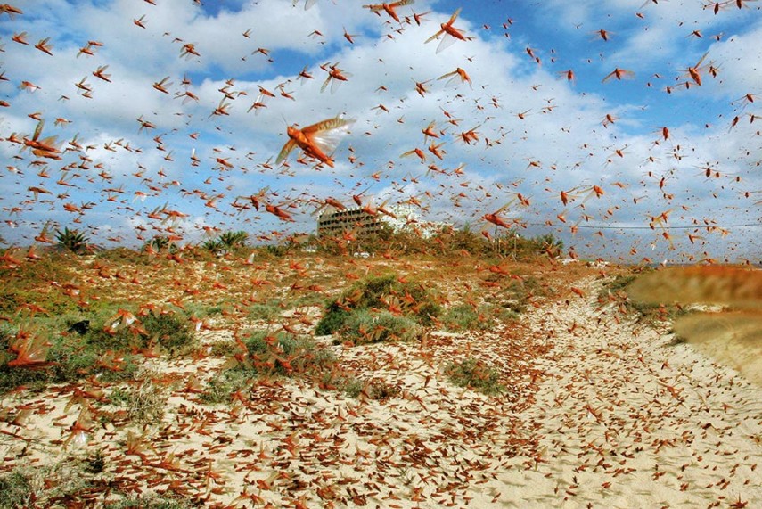 Locust attack