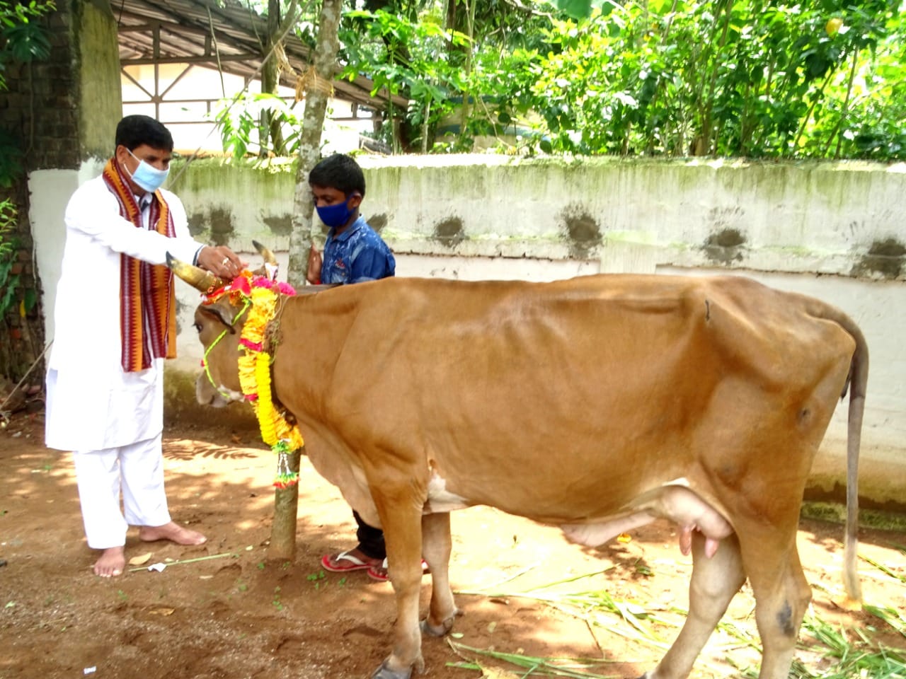 Arun Sahoo worshiping cow on Gahma Purnima