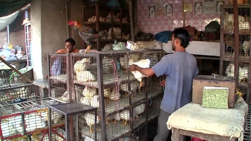 chiken shop