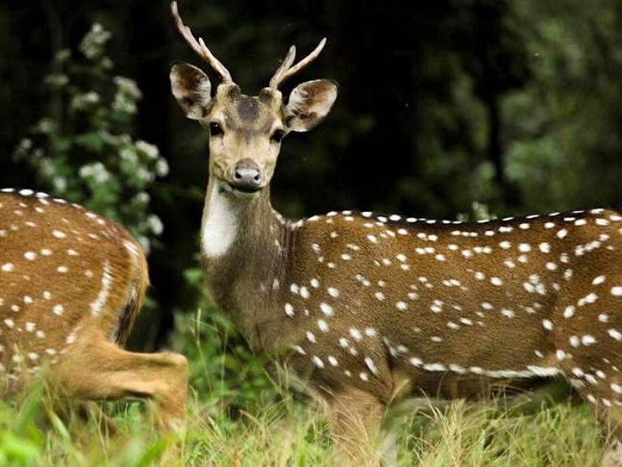 deer skins seized