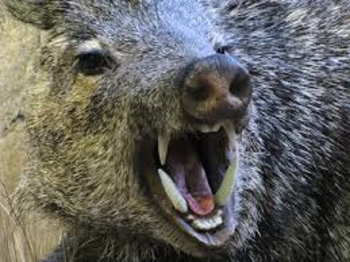 seven injured in wild boar attack