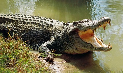 crocodile