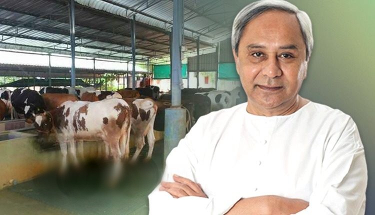 Odisha CM Naveen releases Rs 11 crore Covid assistance to dairy farmers