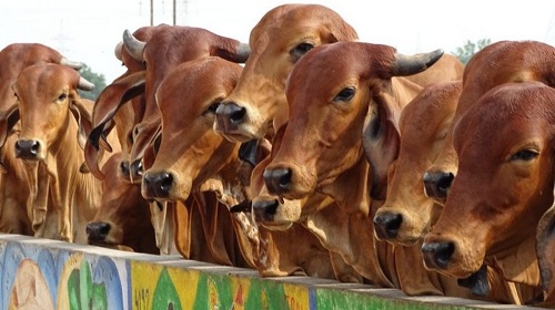 COWS 1