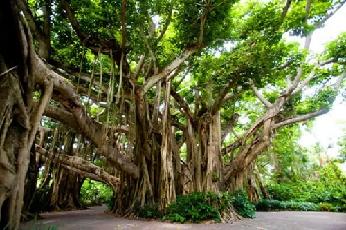 Tree pension