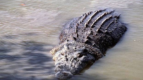 crocodile