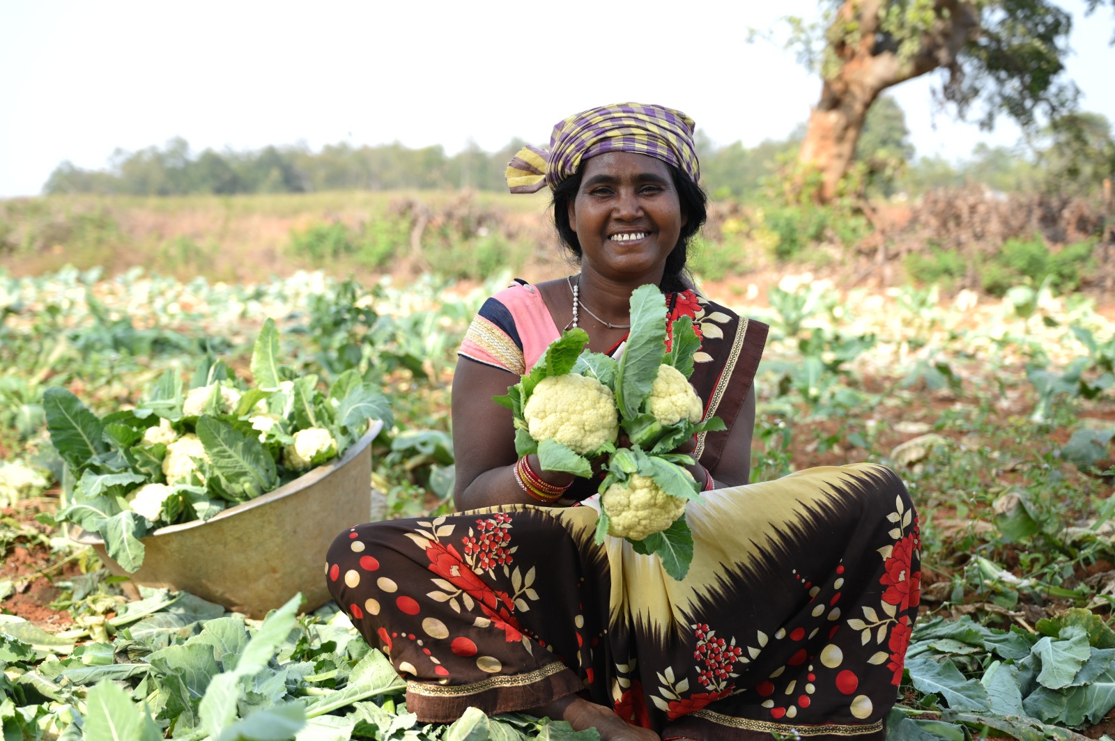 Cauliflower Organic Cultivation by Tribal Farmers in SNG 2